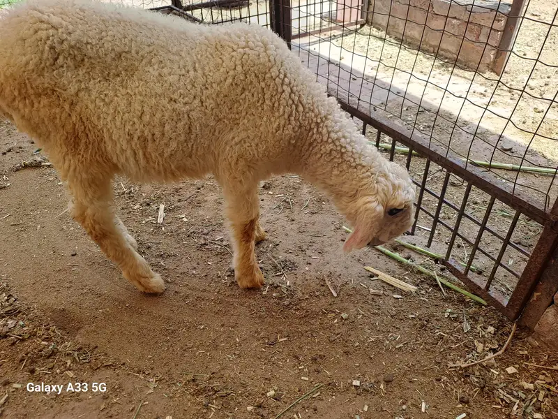 female sheep with female kid For sale — photo 5