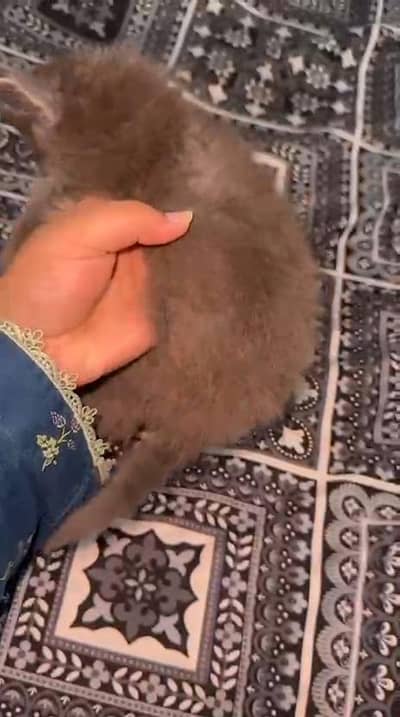 Persian kitten