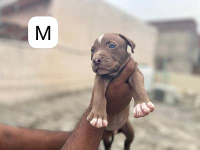 Pitbull Pair For Urgent Sale