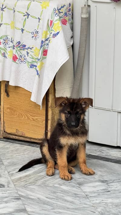 male puppy
