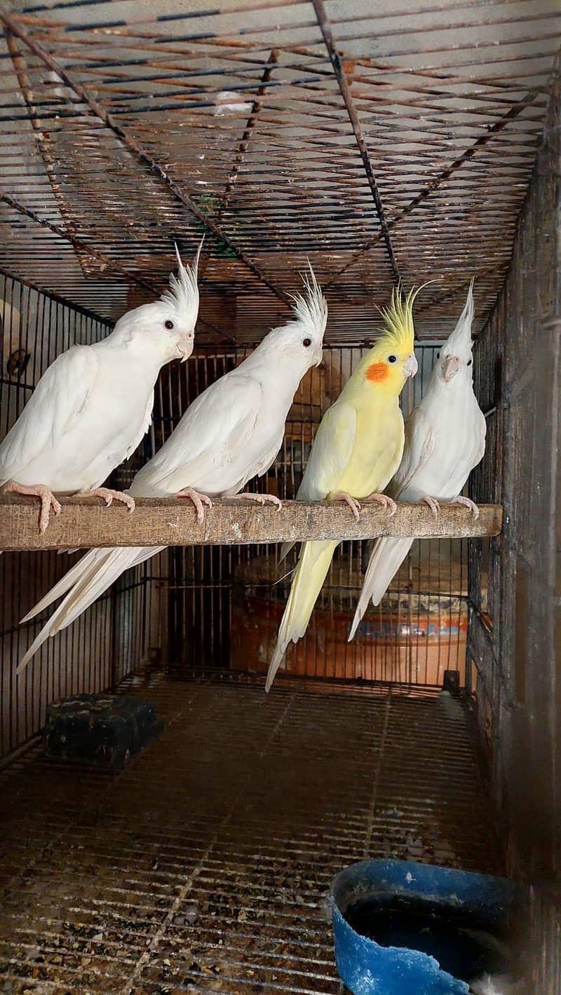 Breeder parrots 0