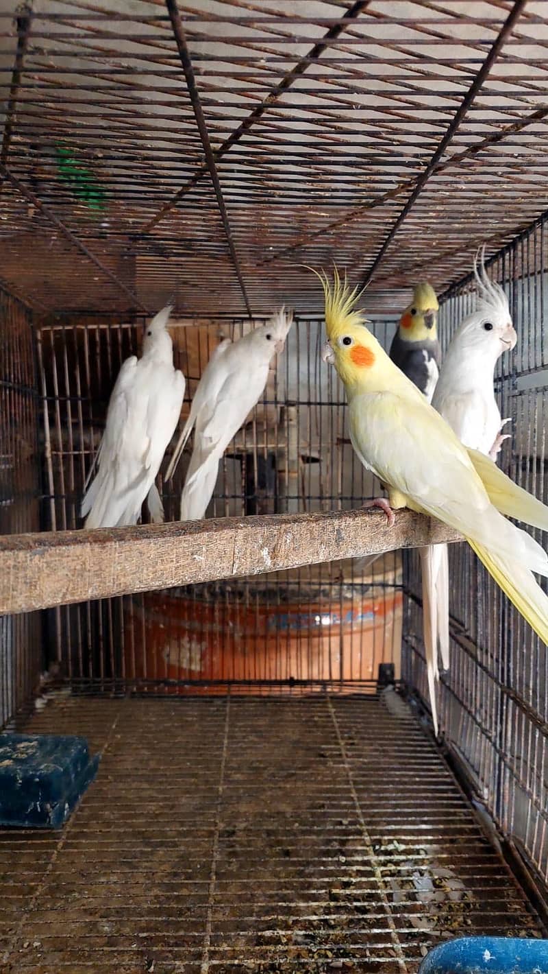 Breeder parrots 1