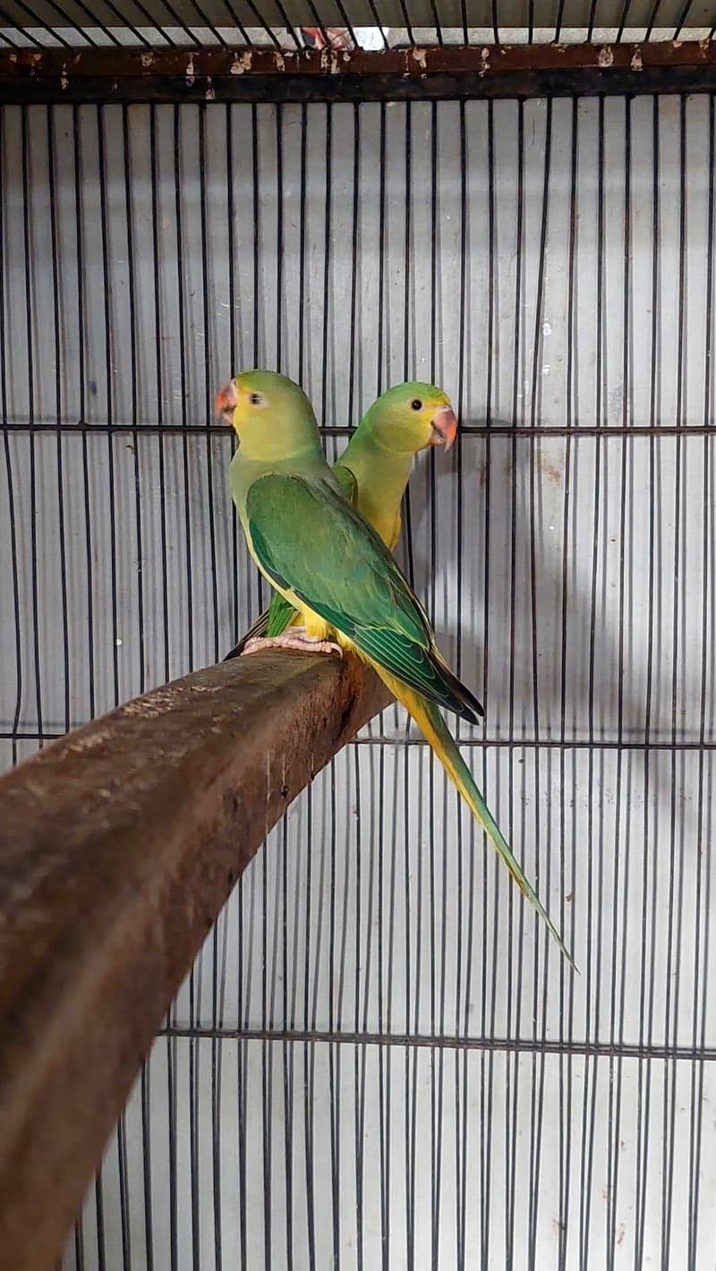 Breeder parrots 2