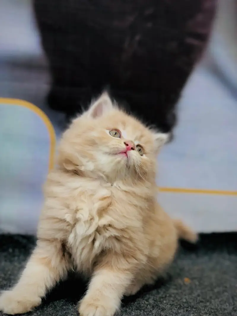 cash on delivery Persian Punch face triple coat cat Kitten