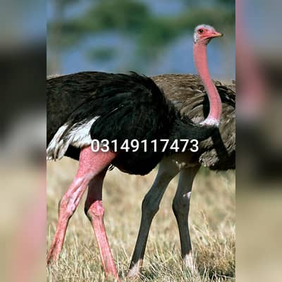 ostrich chicks