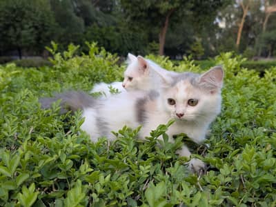 kittens/Cats Billi
