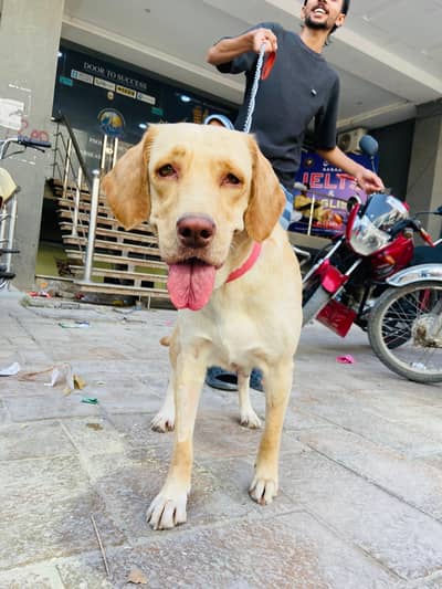 Labrador Female