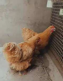 golden buff female breeder