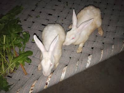 3 pair in rabbit