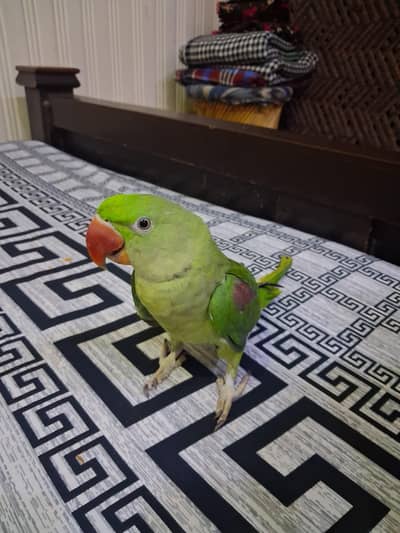 raw parrot