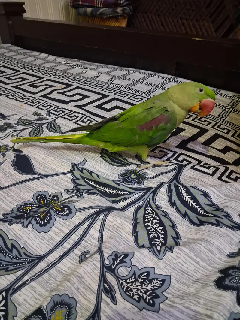 raw parrot — photo 3
