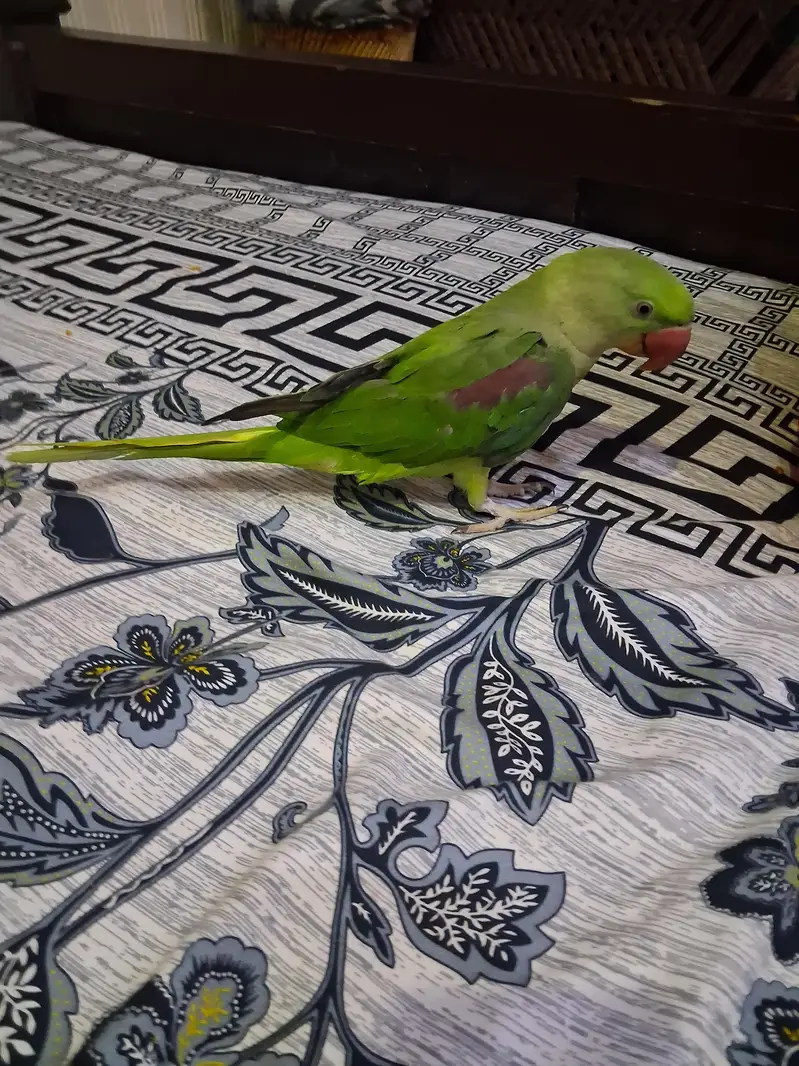 raw parrot — photo 4