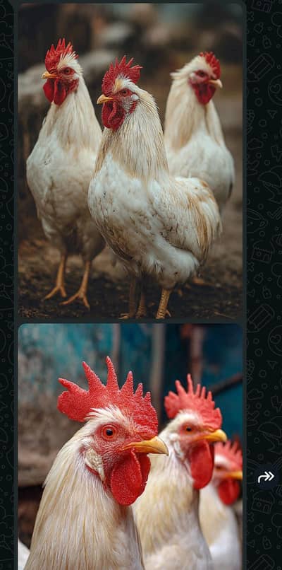 farmy hen pet