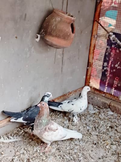 indian khurd nukay Niki nok waly khelny waly