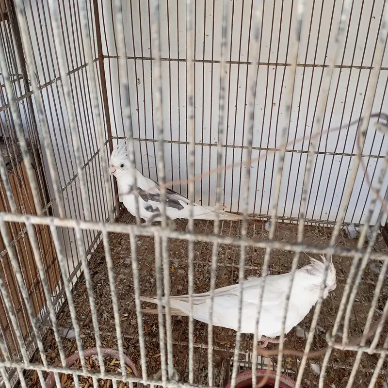 Cocktail Albino red eyes with Eno Vpide