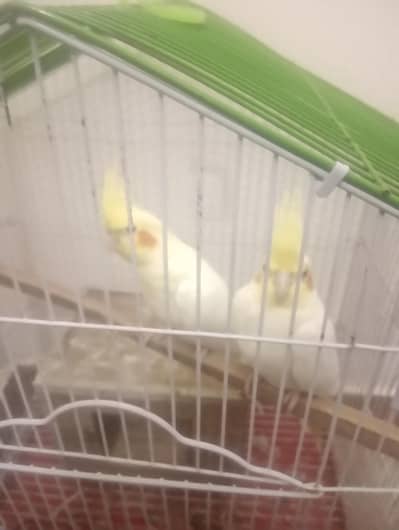 breader pair
