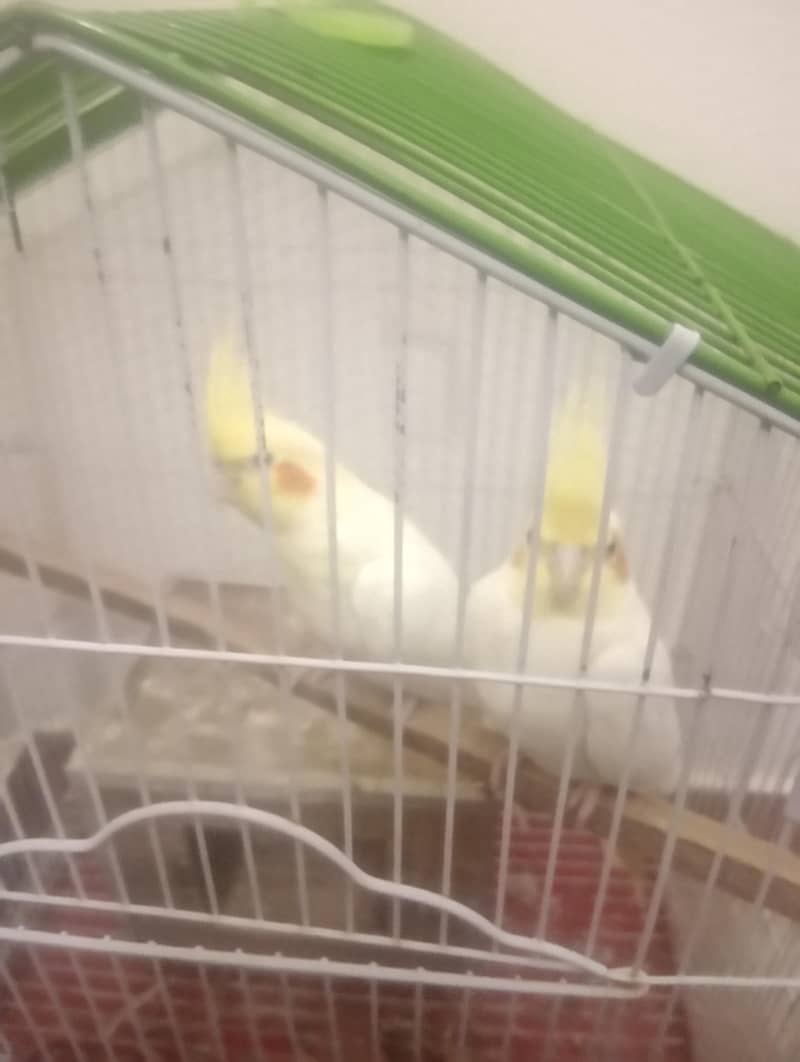 breader pair 0