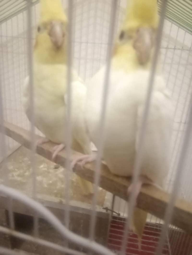 breader pair 1