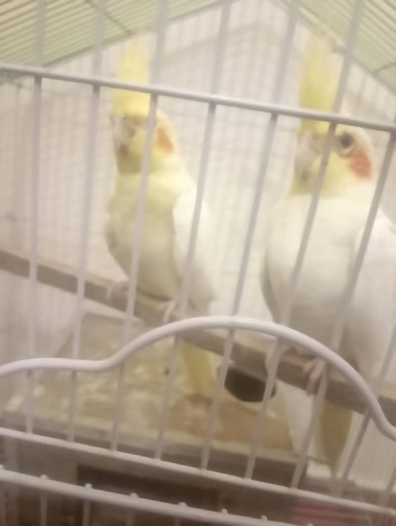 breader pair 2