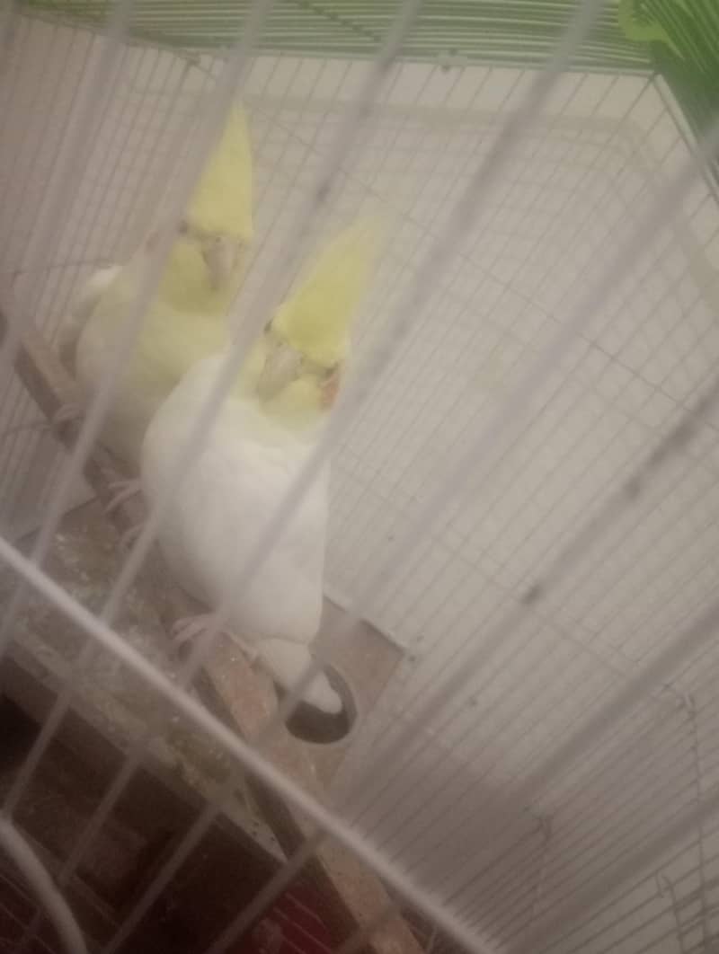 breader pair 5