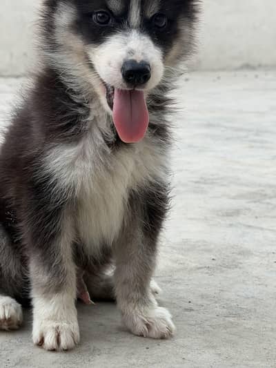 Siberian Husky baby 1 month
