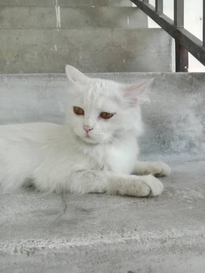 white persion female