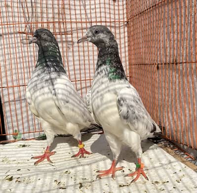 Teddy pigeon bredr pairs