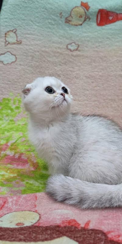 Scottish fold kittin . 0313 4935014
