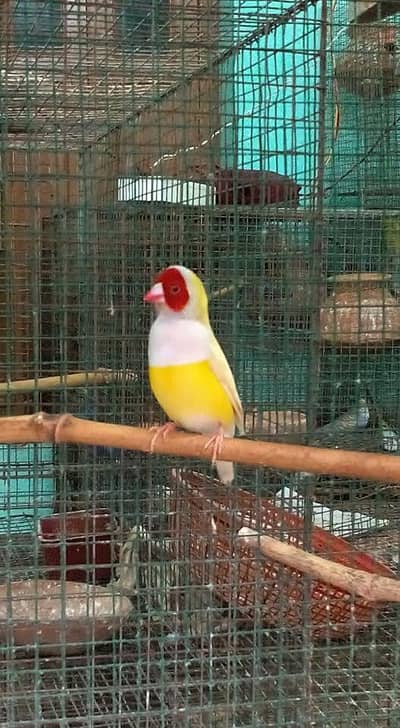 finches