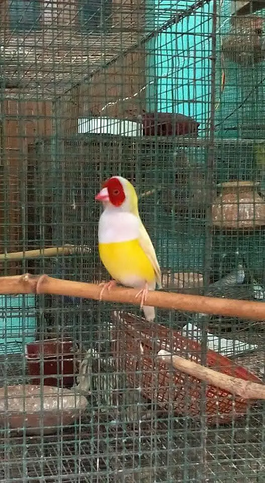finches — photo 3