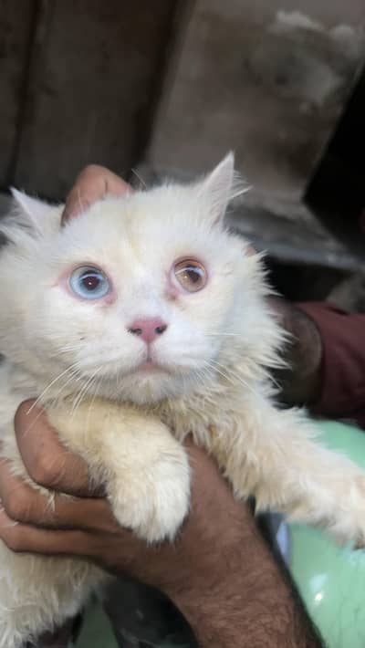 Persian family cat. . ood eyes