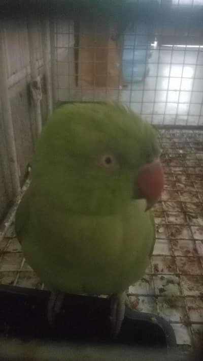 Bolnay wala tota