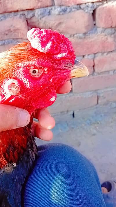 barmi Aseel