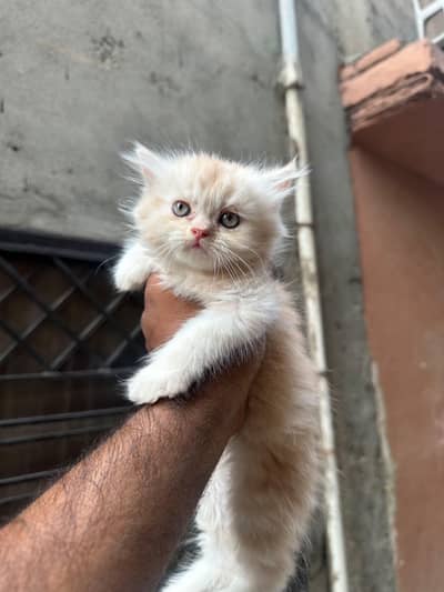 long cot male healthy and active fully tamed