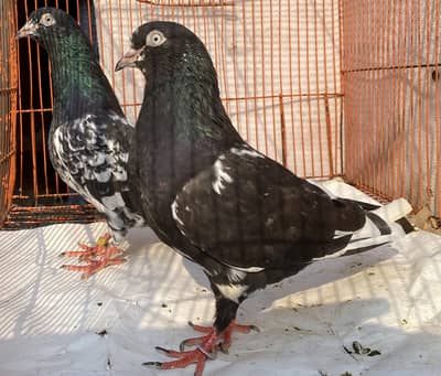 Rampuri bredr pair