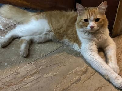 Persian male friendly cat