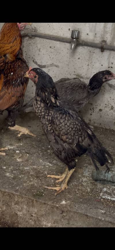 Breeder madiyaa hight quality