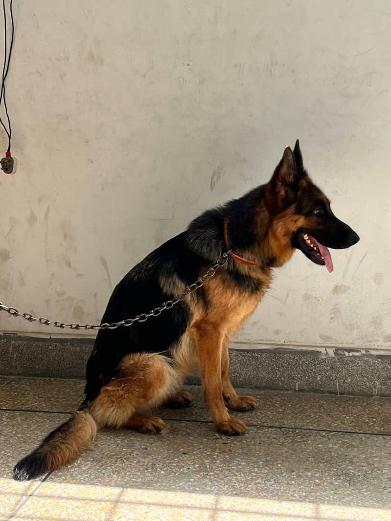 STOK DOUBLE COD GERMAN SHEPHERD 1