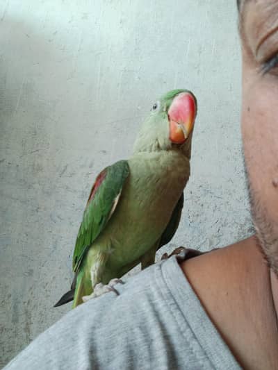 offer offerraw Pratt for sale 03448613397