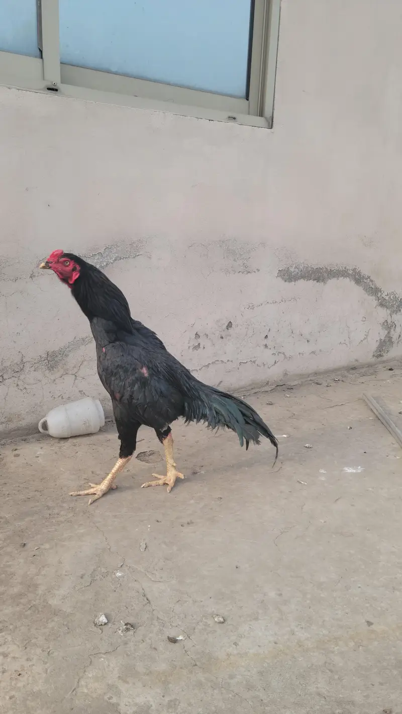 black mushka aseel