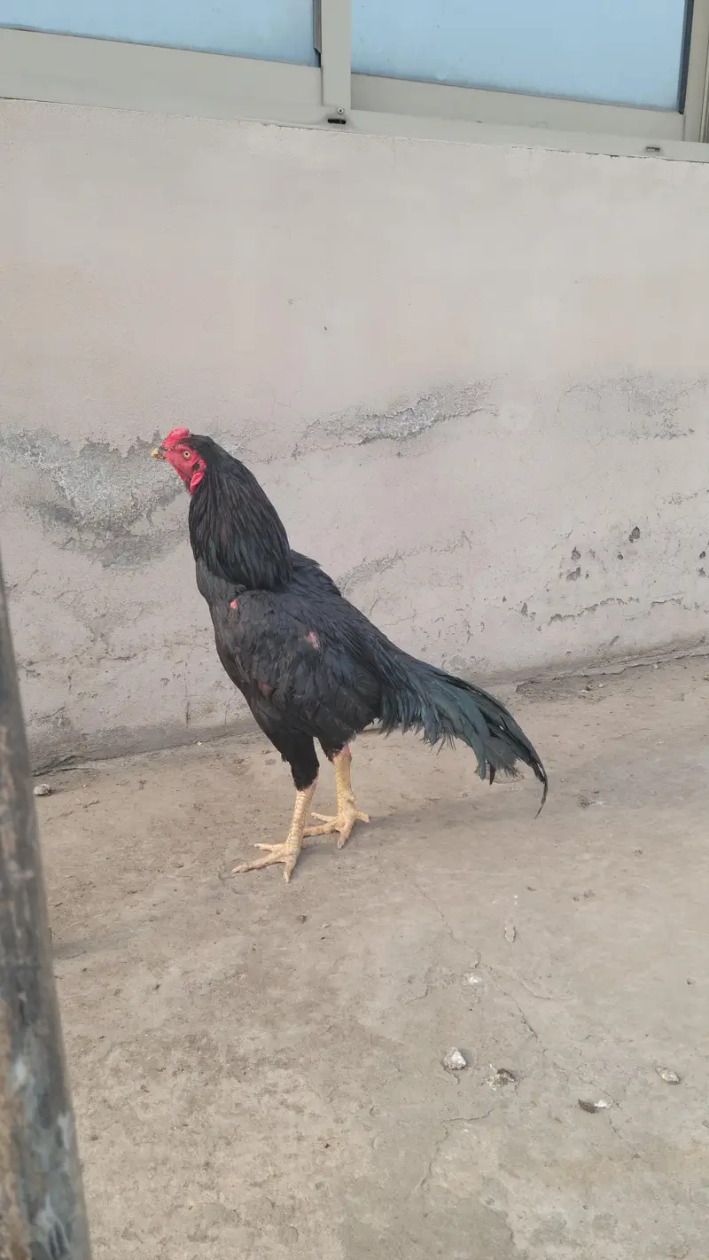 black mushka aseel — photo 2