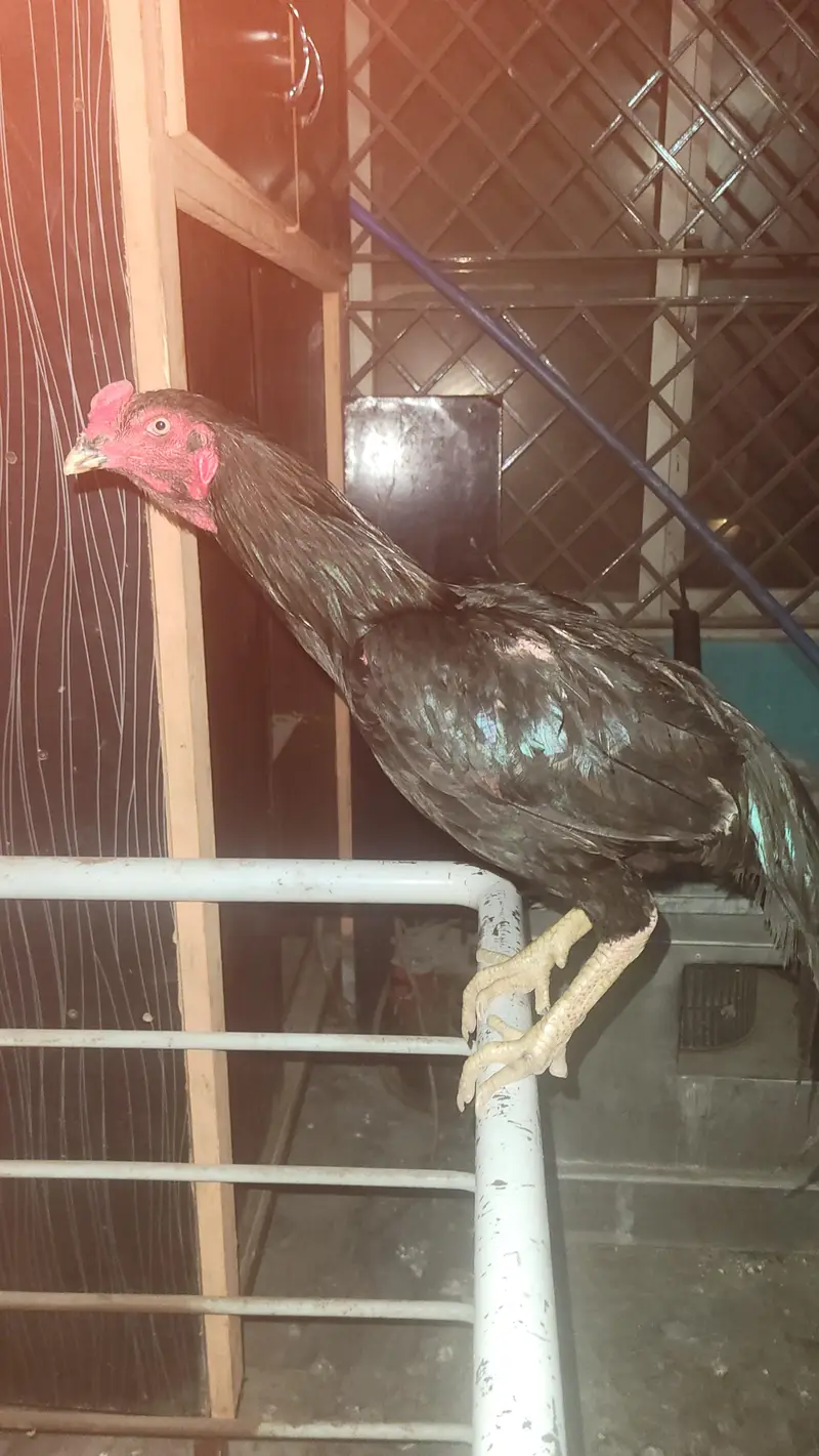 black mushka aseel — photo 3