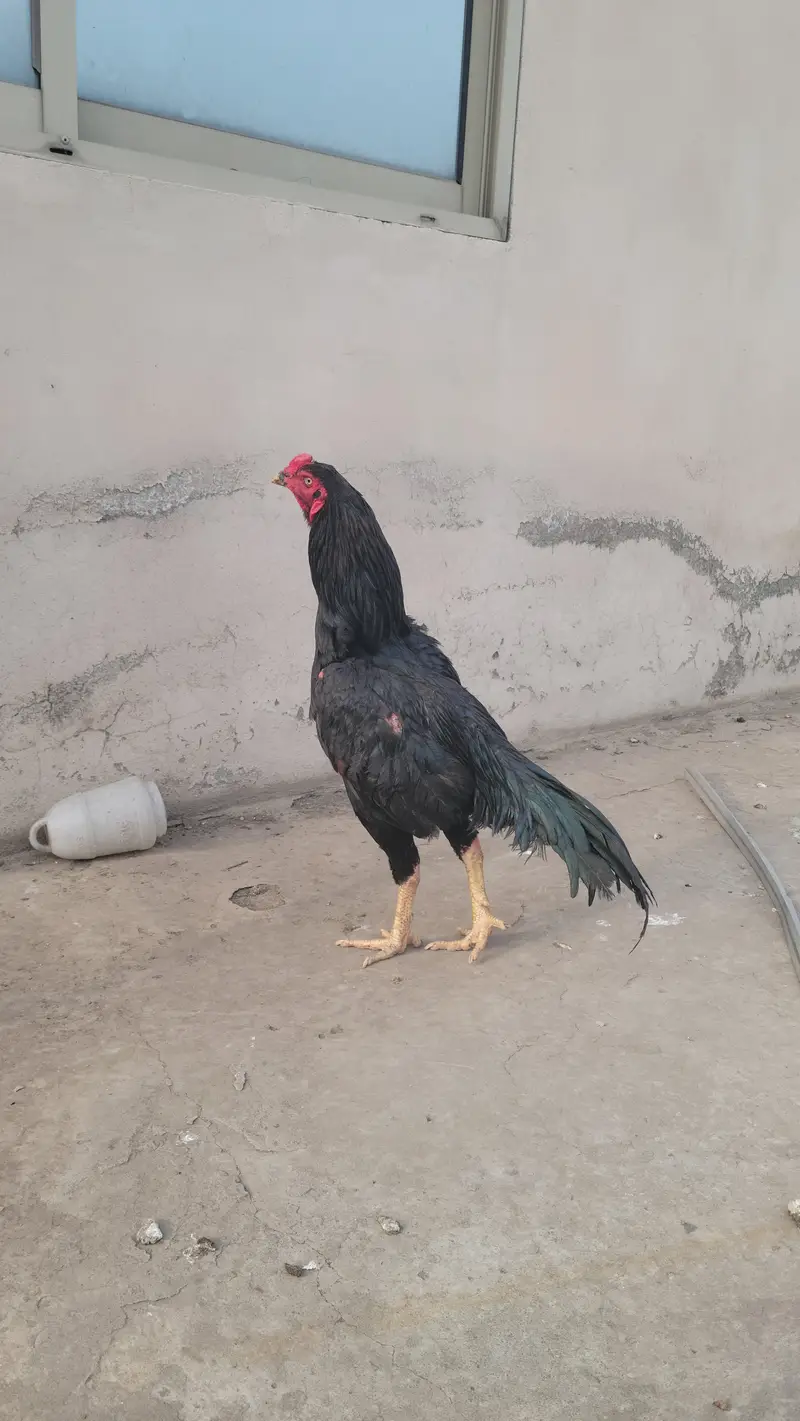 black mushka aseel — photo 4