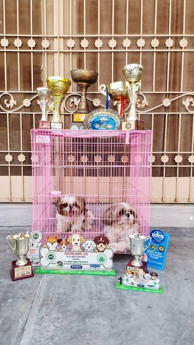 Two  Shihtzue females. pedigree and  shows winners