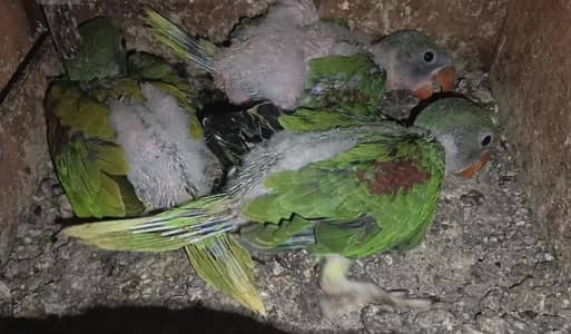 3 Kashmiri chicks on parents feed