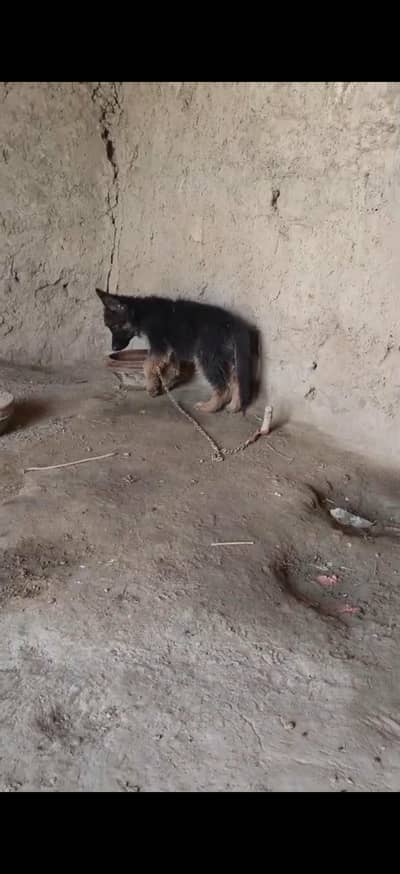 German shepherd male puppy long court for sale