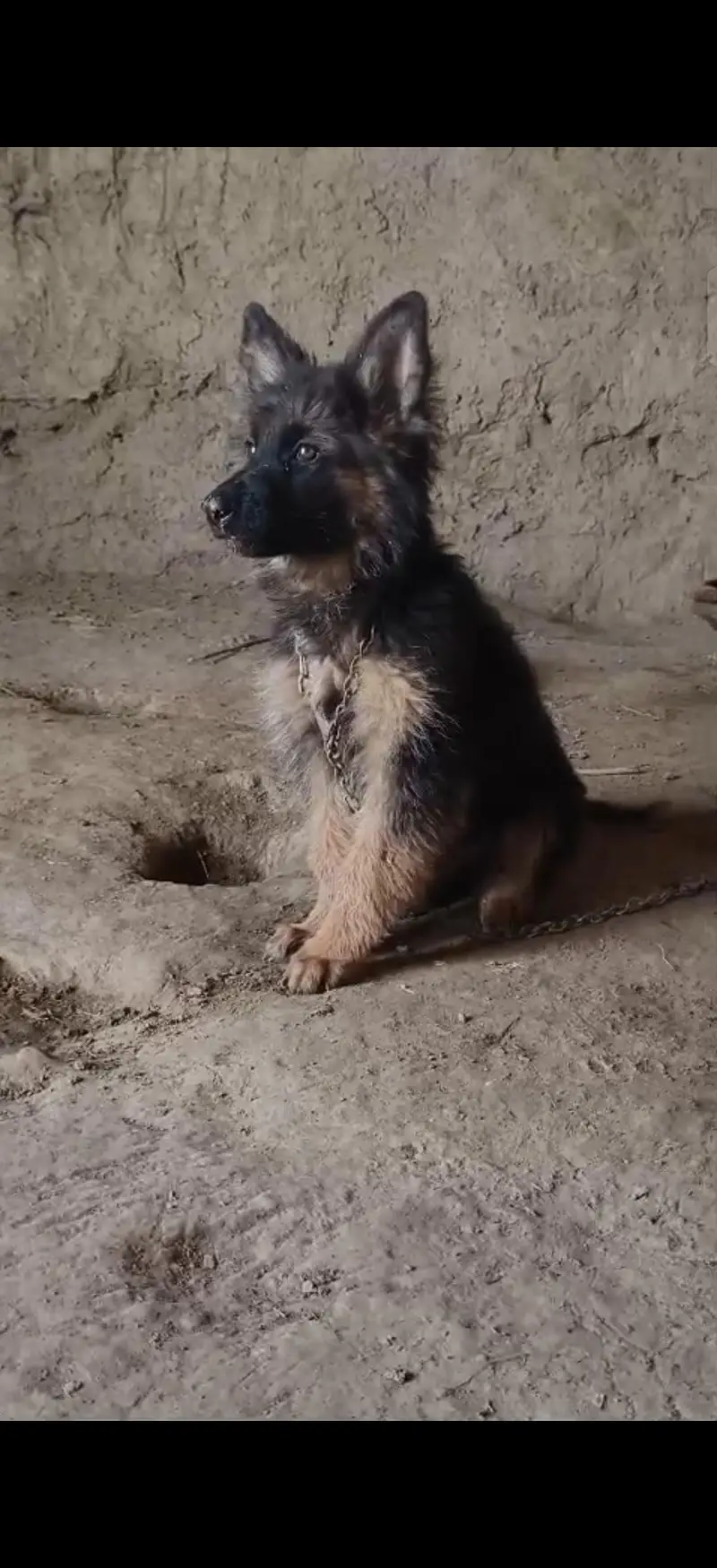 German shepherd male puppy long court for sale — photo 2