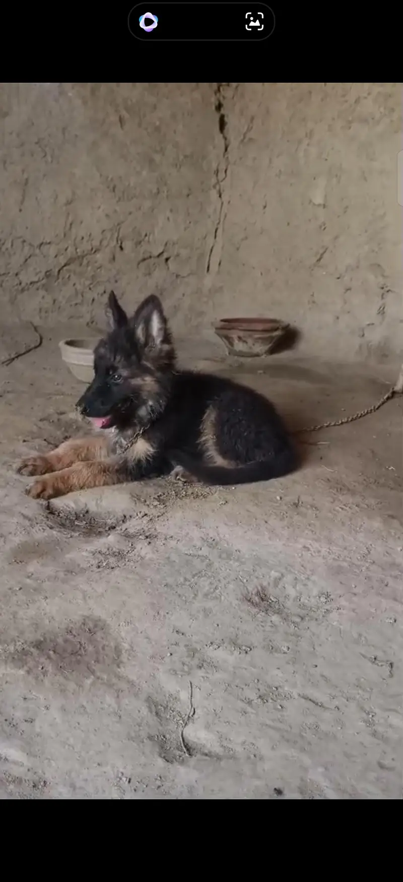 German shepherd male puppy long court for sale — photo 3