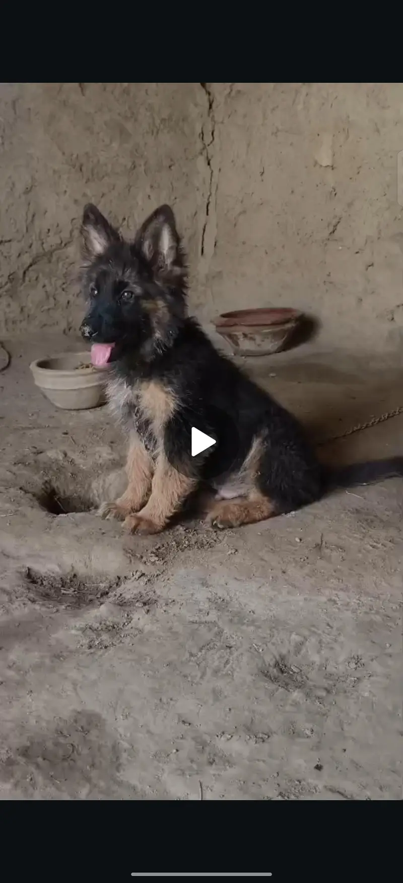German shepherd male puppy long court for sale — photo 4