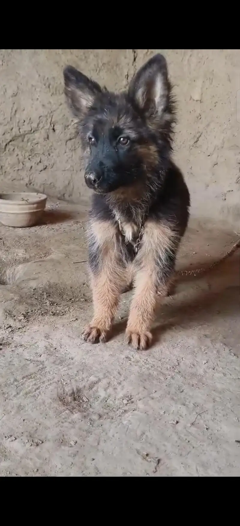 German shepherd male puppy long court for sale — photo 5